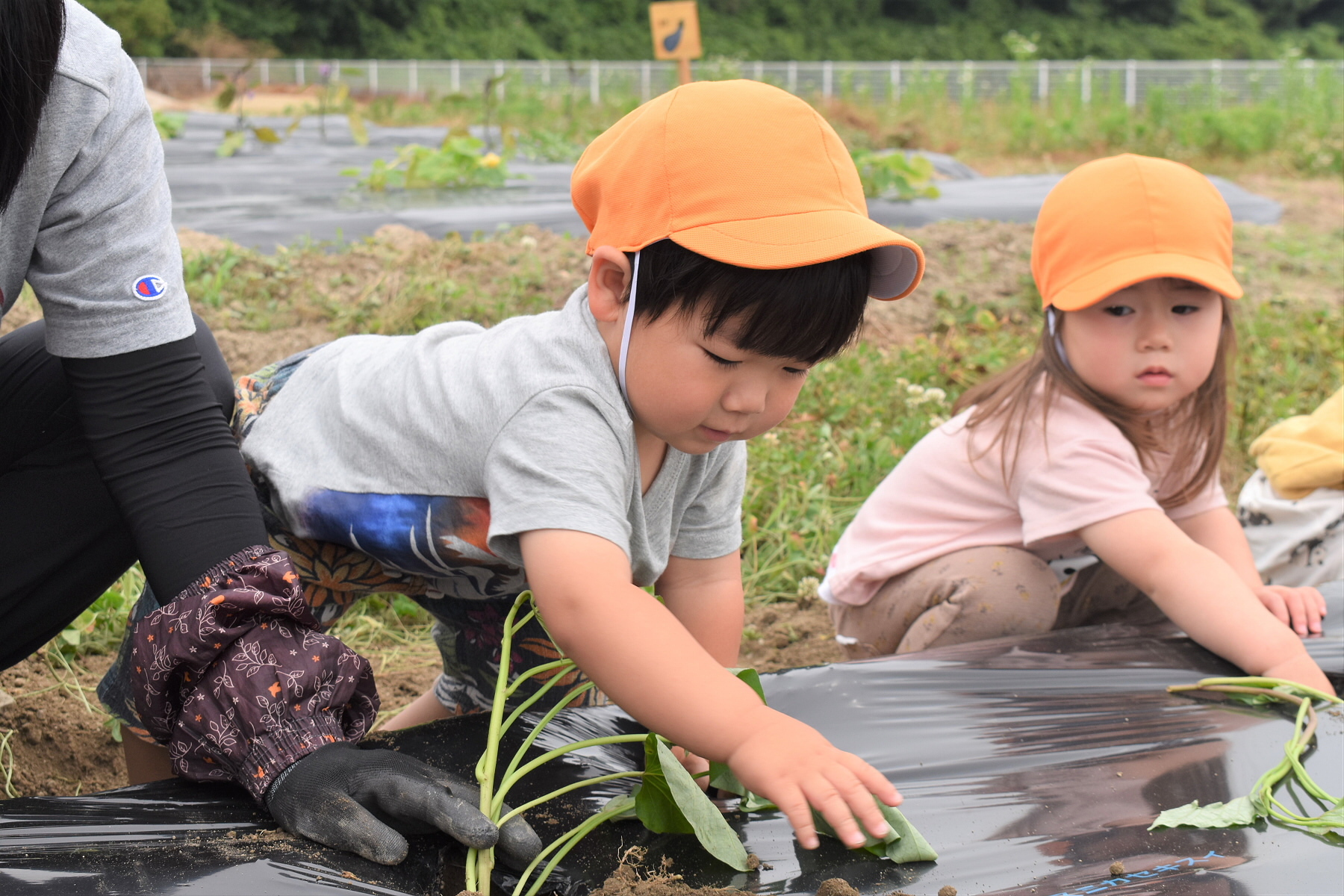 写真：野菜を育てる子どもたち